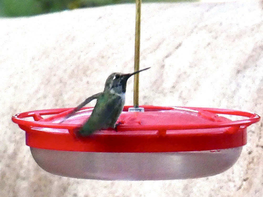 Costa's Hummingbird - ML620650326