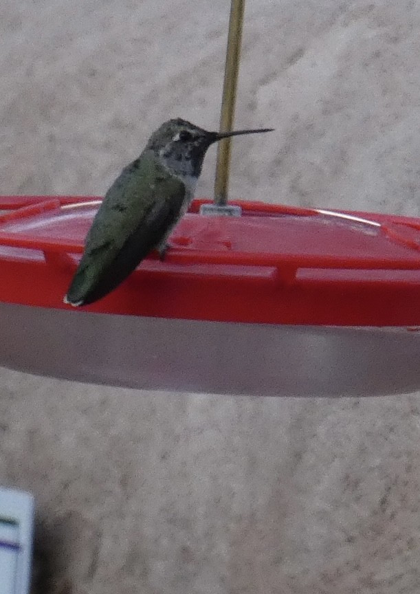 Costa's Hummingbird - Alison Bishop 🐧