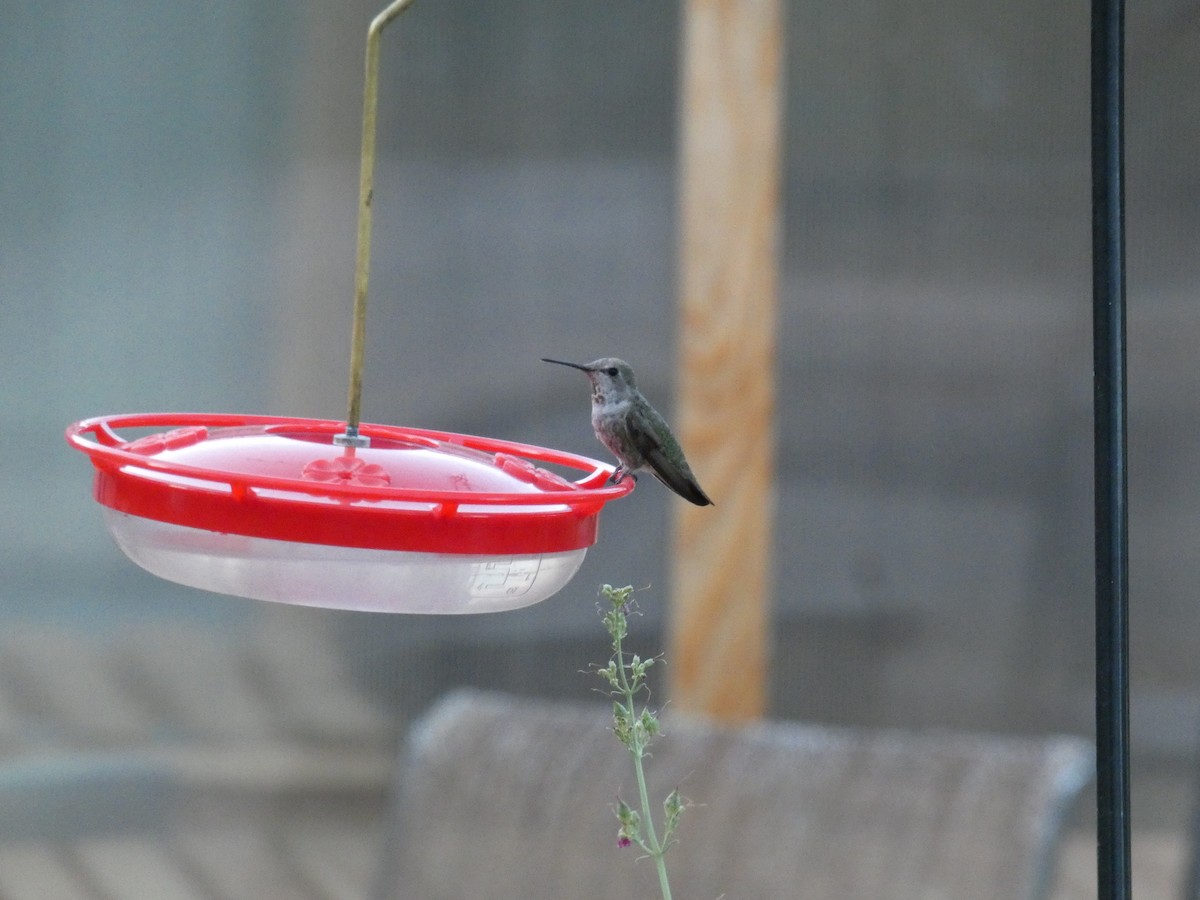 Costa's Hummingbird - ML620650328