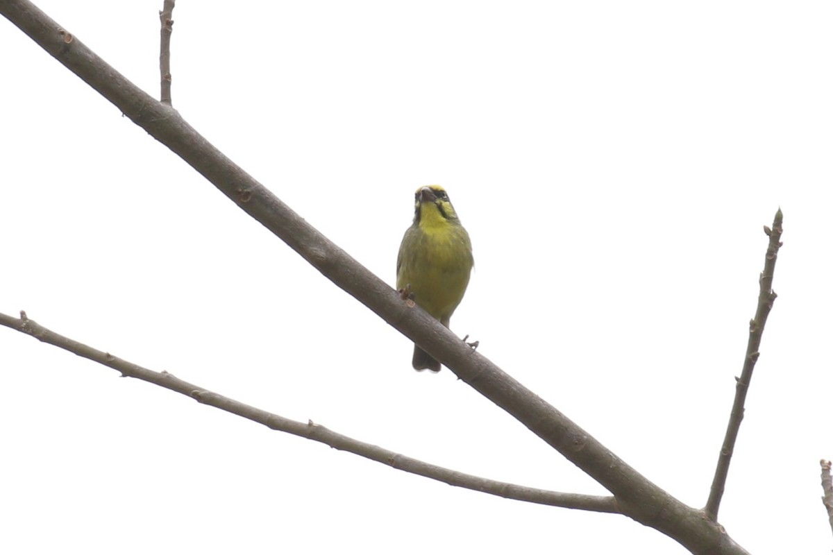 Yellow-fronted Canary - ML620650329