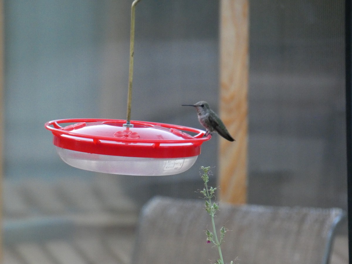 Costa's Hummingbird - ML620650330