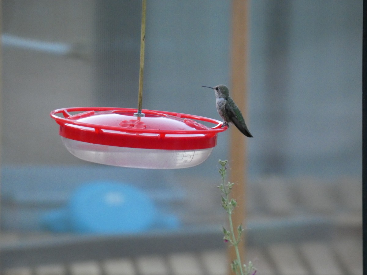 Costa's Hummingbird - ML620650331