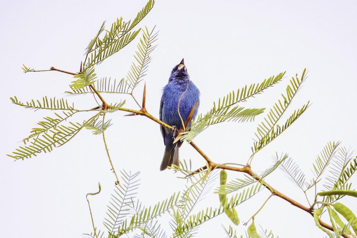 Indigo Bunting - ML620650332