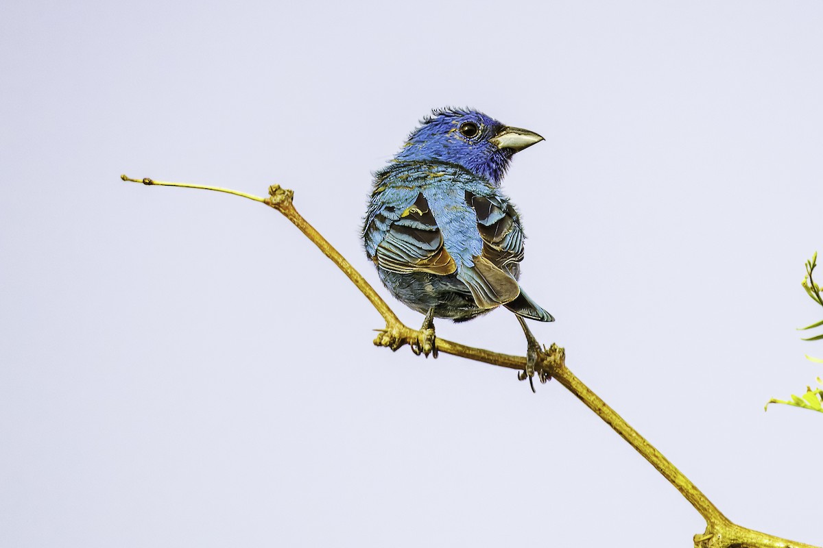 Indigo Bunting - ML620650334