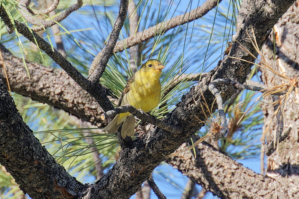 Western Tanager - ML620650340