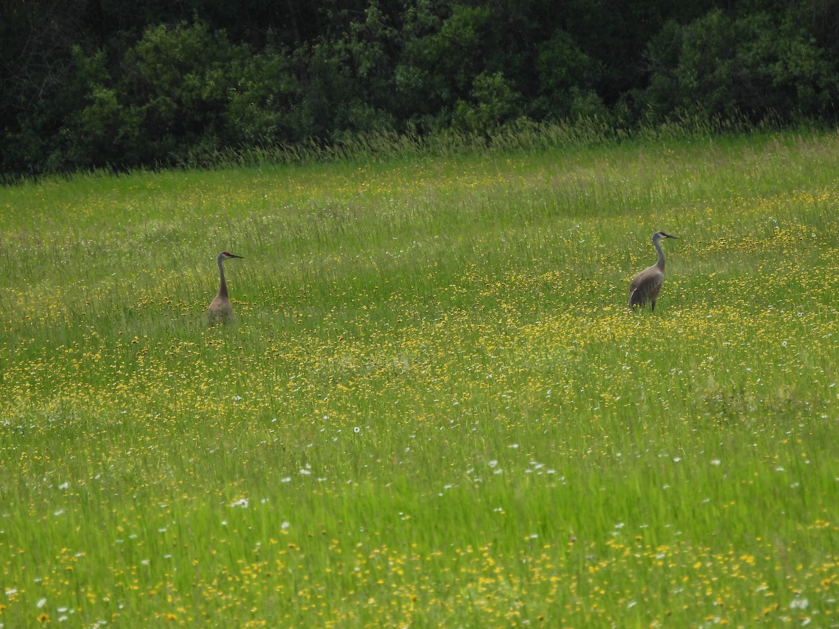 Grulla Canadiense - ML620650341