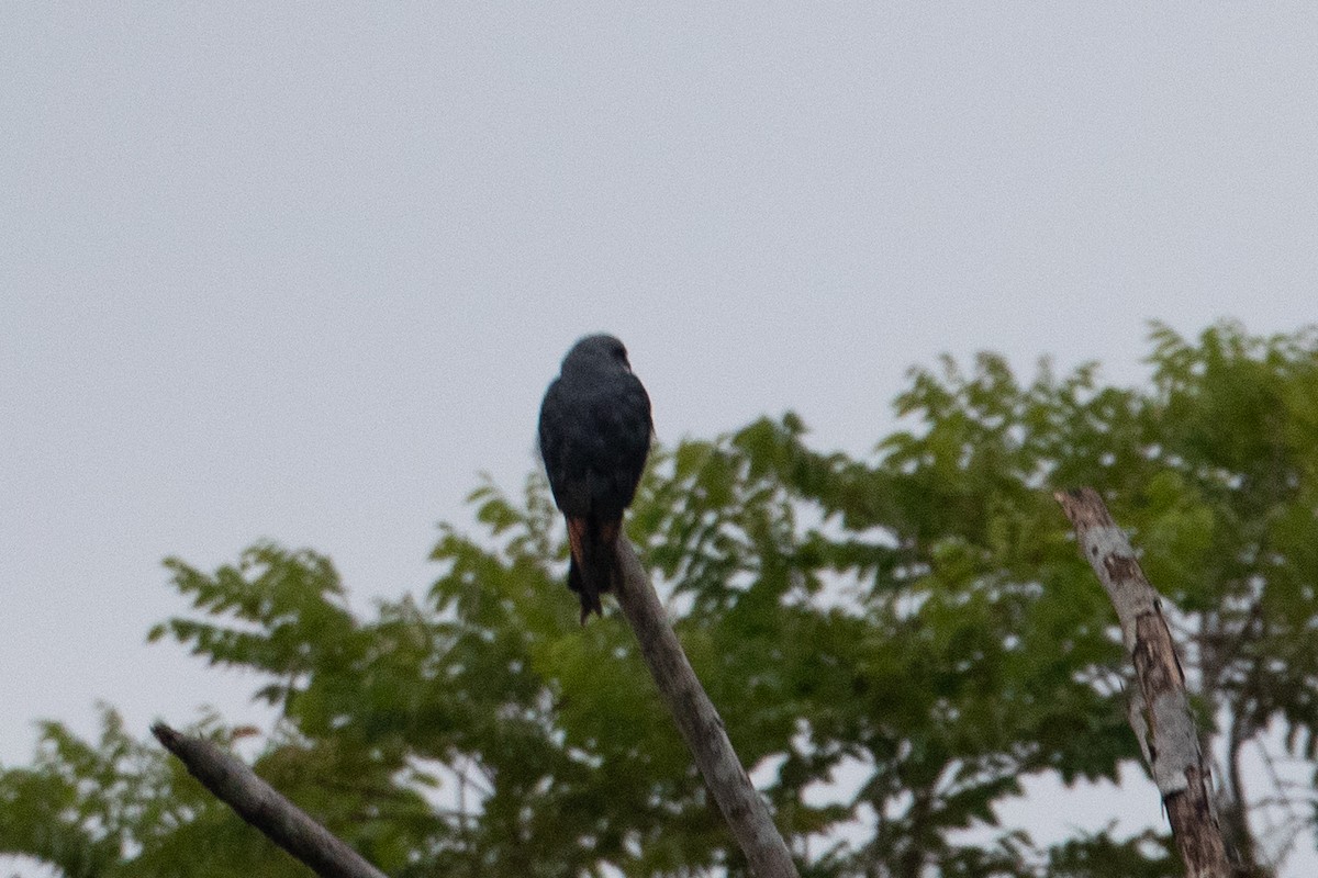 Plumbeous Kite - ML620650344