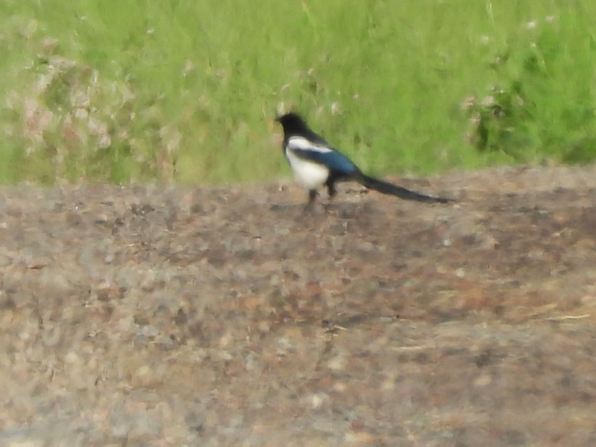 Black-billed Magpie - ML620650349