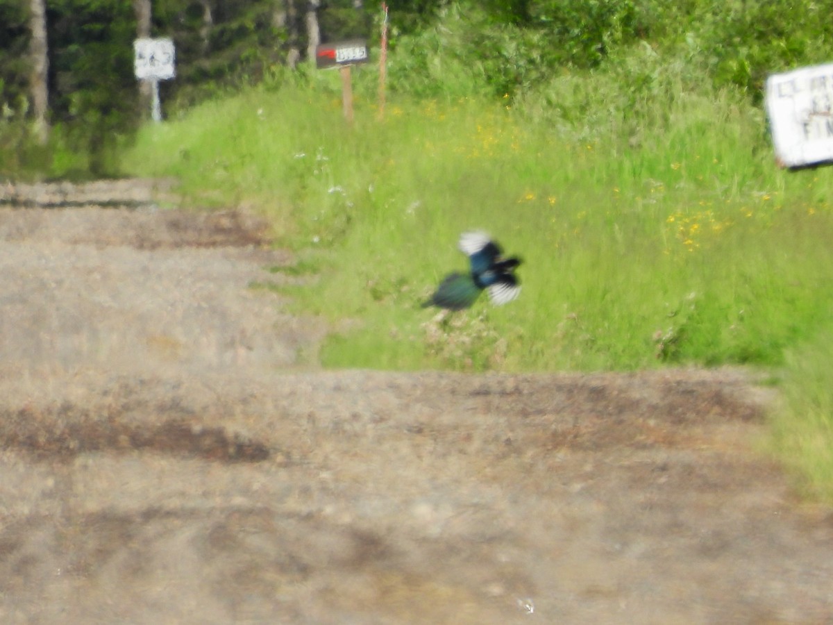 Black-billed Magpie - ML620650350