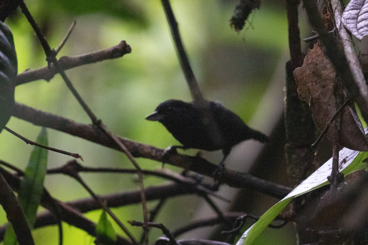 Black Bushbird - ML620650351