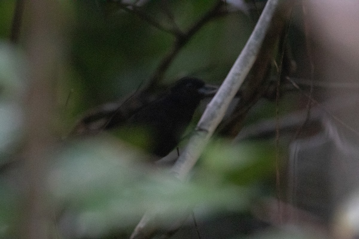 Black Bushbird - ML620650352