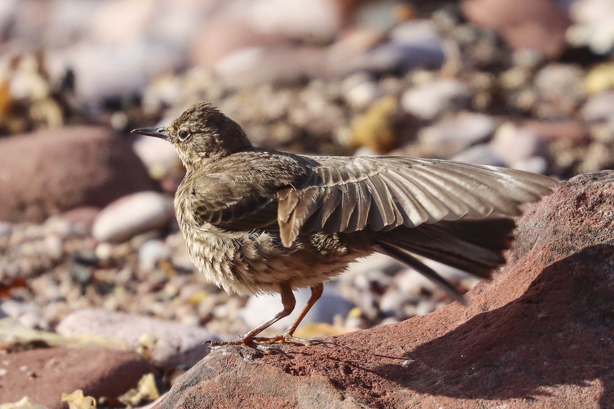 Rock Pipit - ML620650353