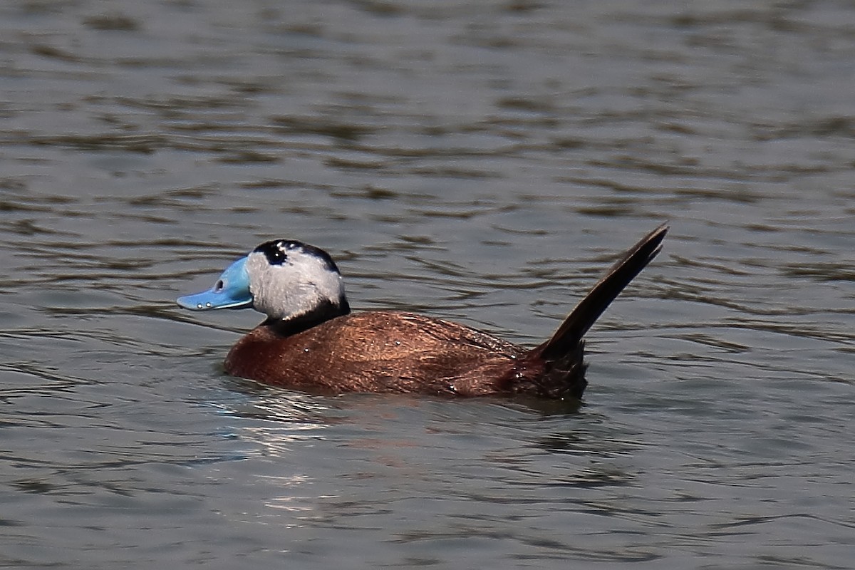 White-headed Duck - ML620650357