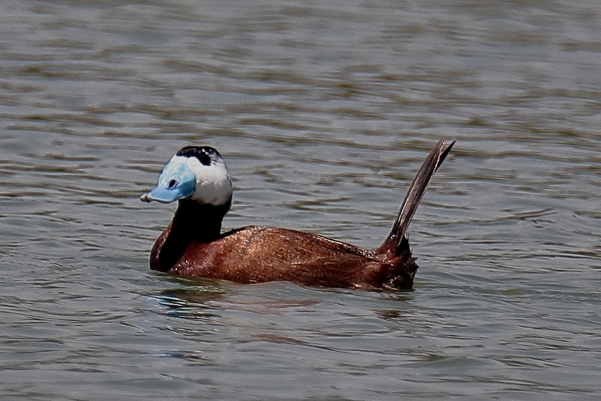 White-headed Duck - ML620650358