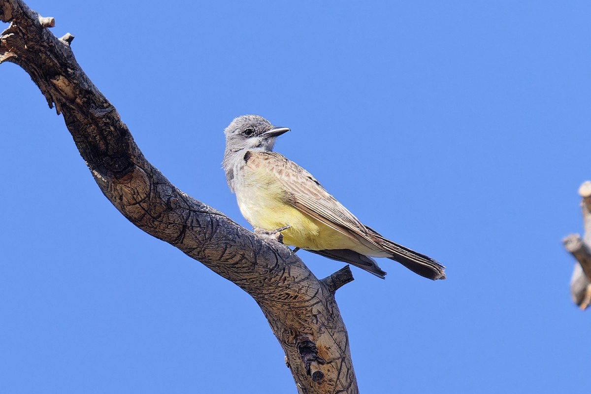 Cassin's Kingbird - ML620650362