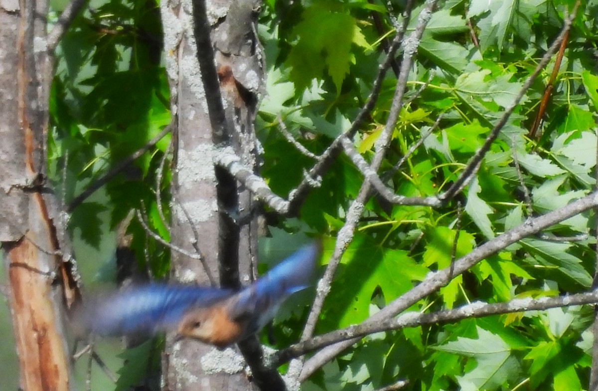 Eastern Bluebird - ML620650364