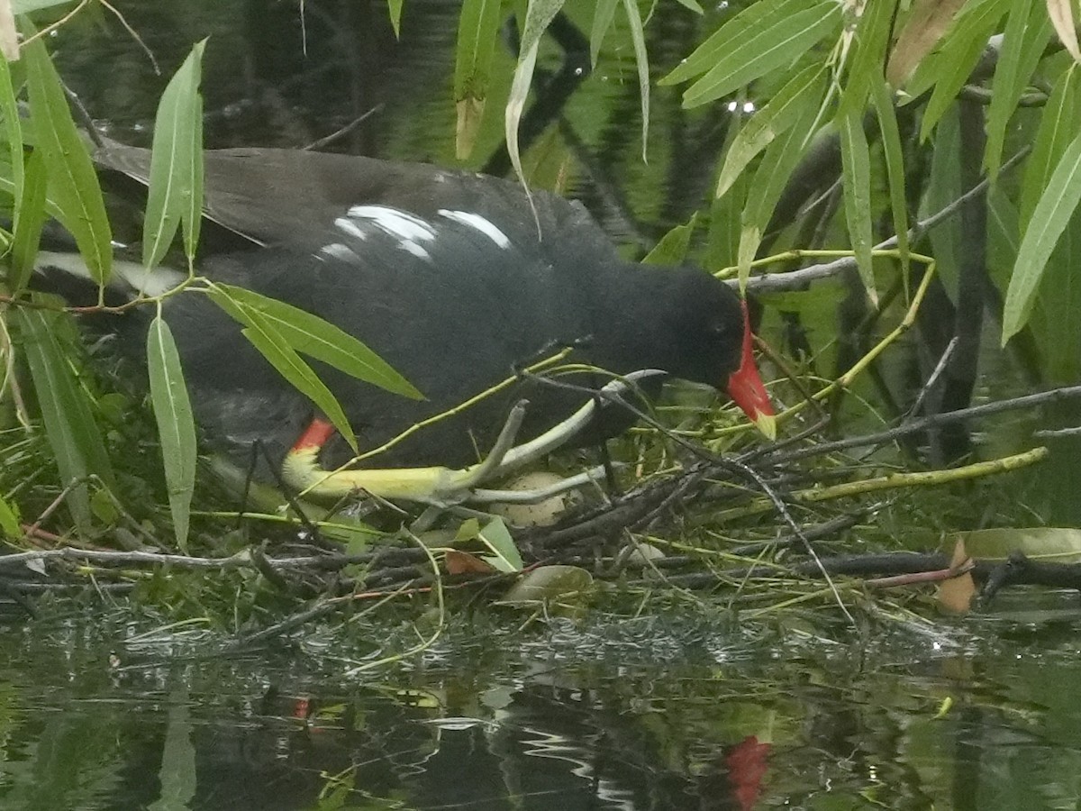 Gallinule d'Amérique - ML620650366