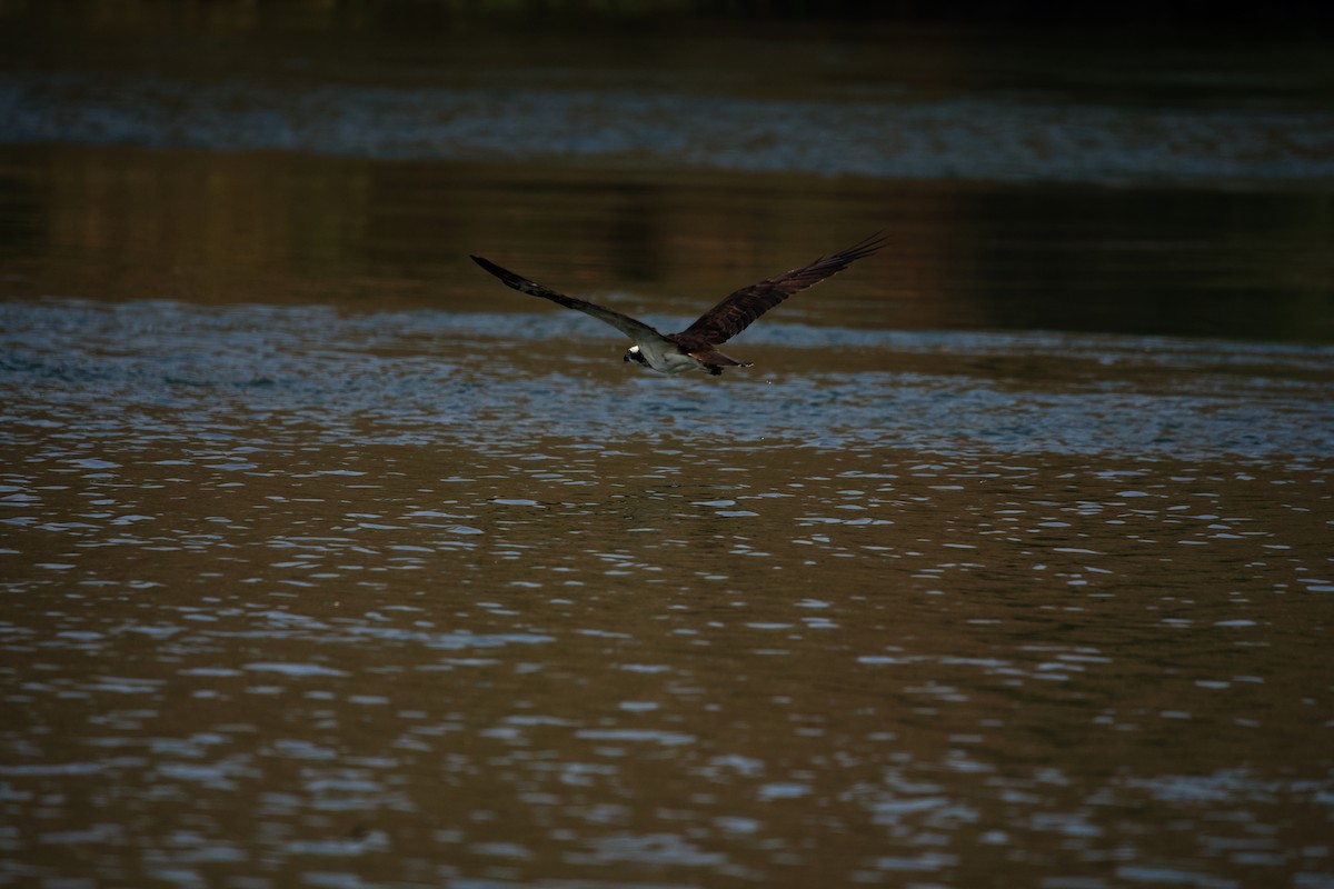 Balbuzard pêcheur - ML620650367