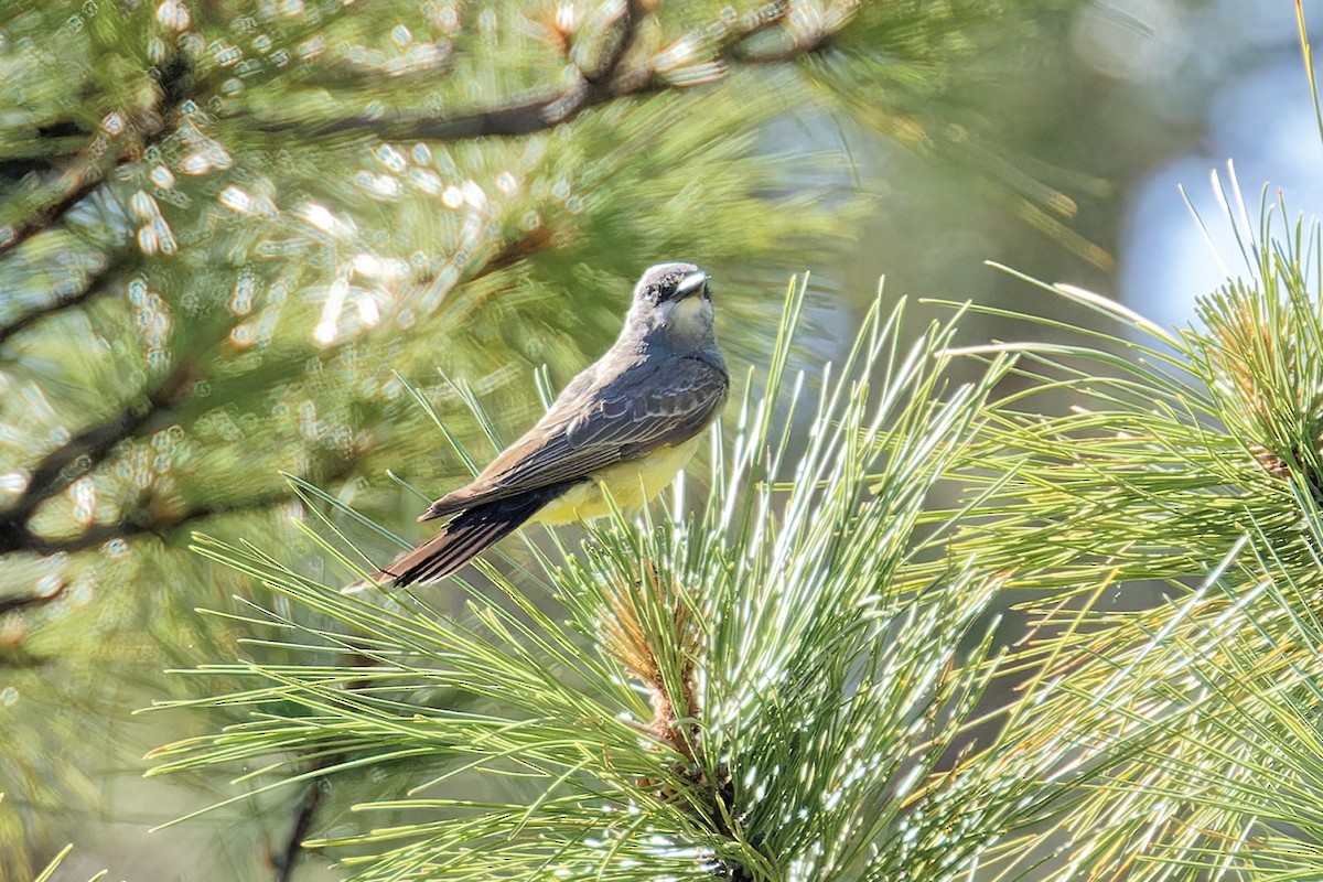 Cassin's Kingbird - ML620650368