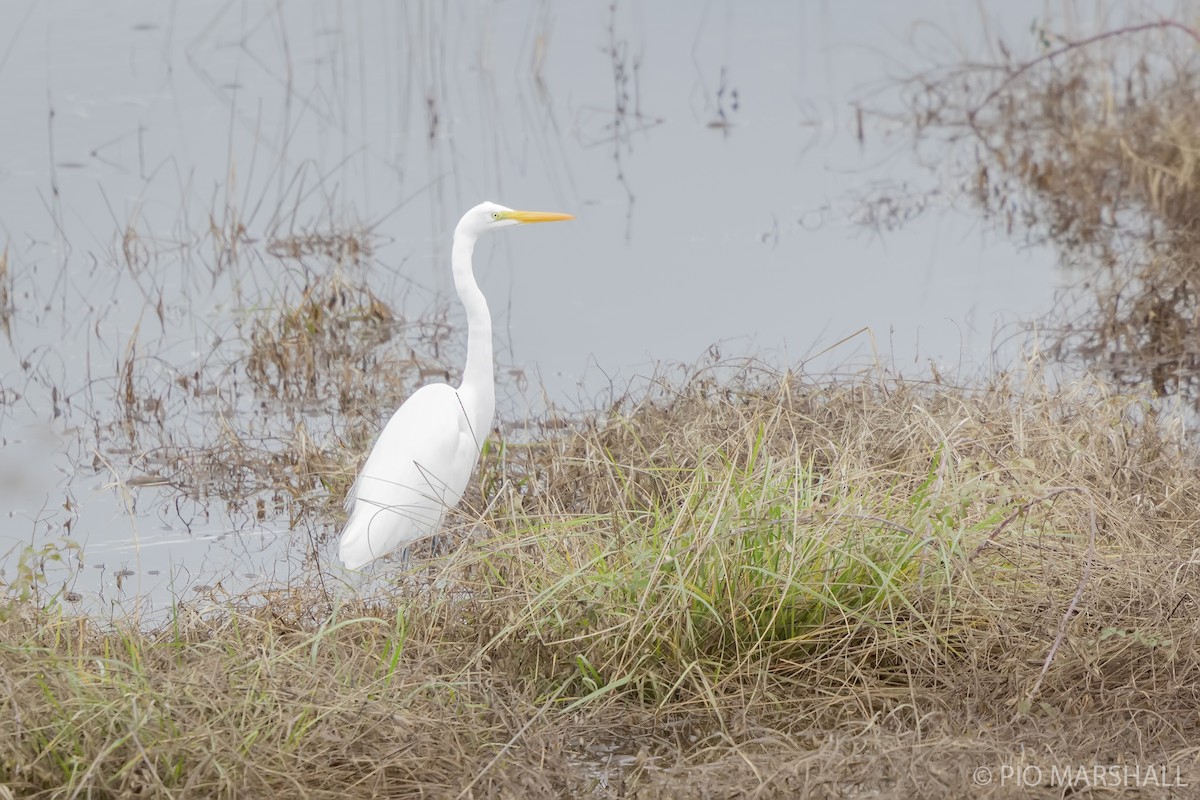 Great Egret - ML620650369