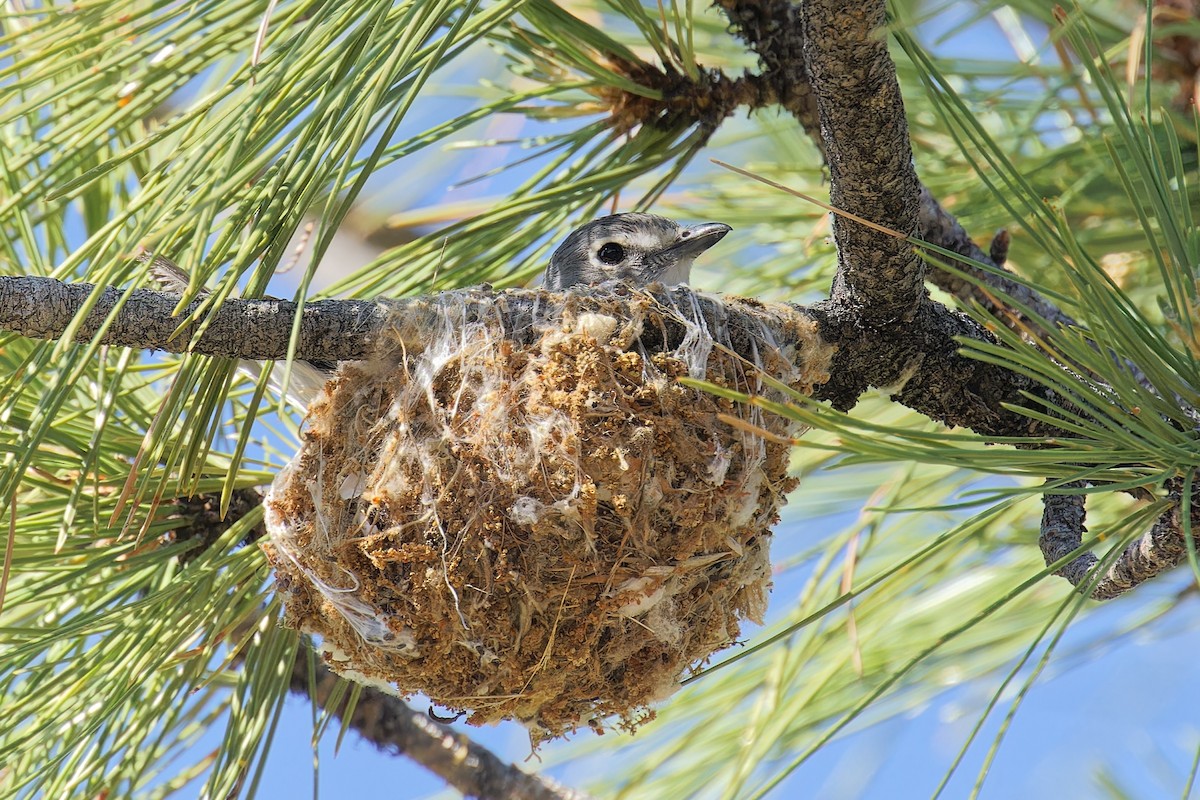 Vireo Plomizo - ML620650378