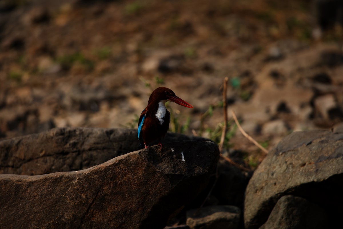 White-throated Kingfisher - ML620650380