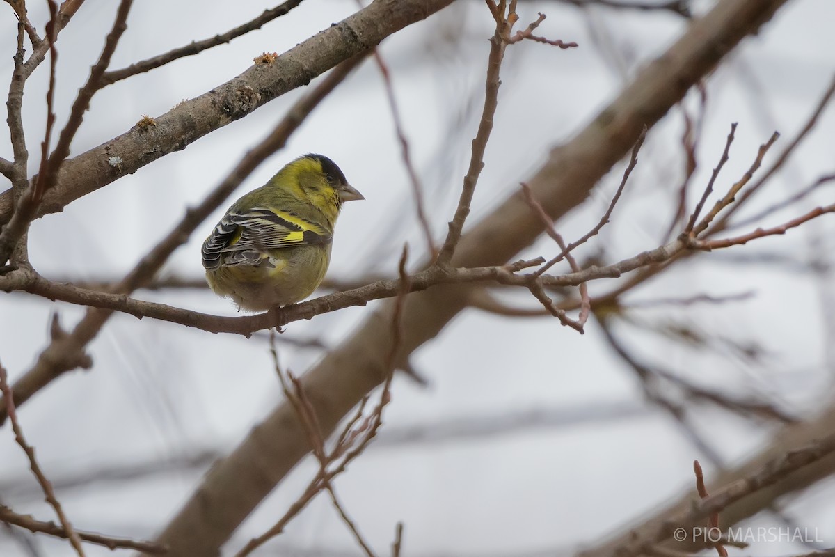 Black-chinned Siskin - ML620650381