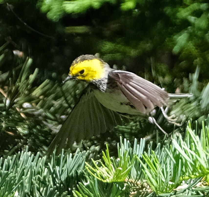 Paruline à tête jaune - ML620650382