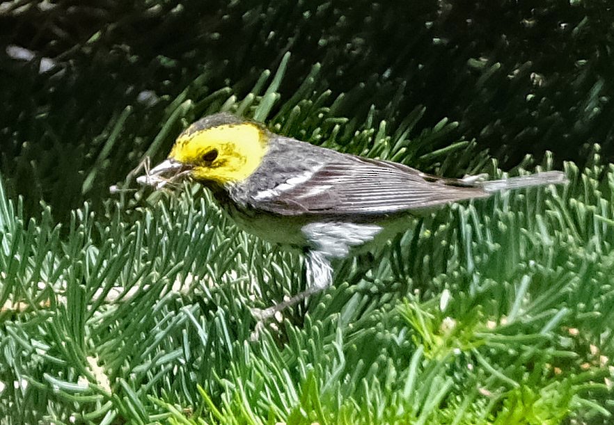 Paruline à tête jaune - ML620650383