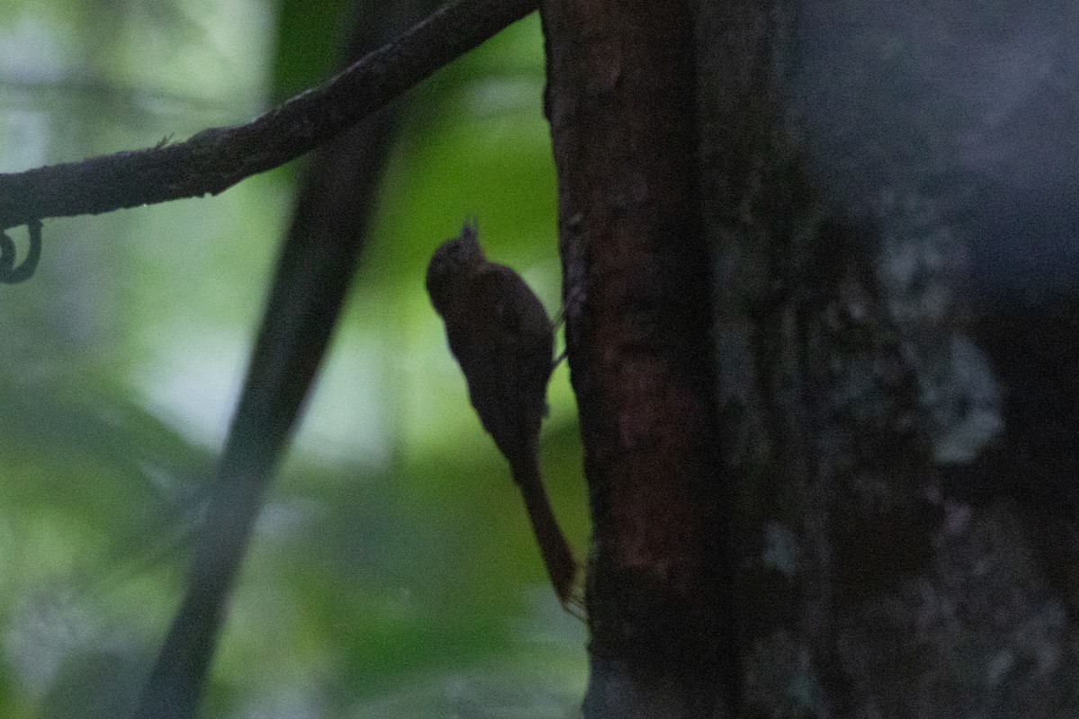 Wedge-billed Woodcreeper - ML620650390