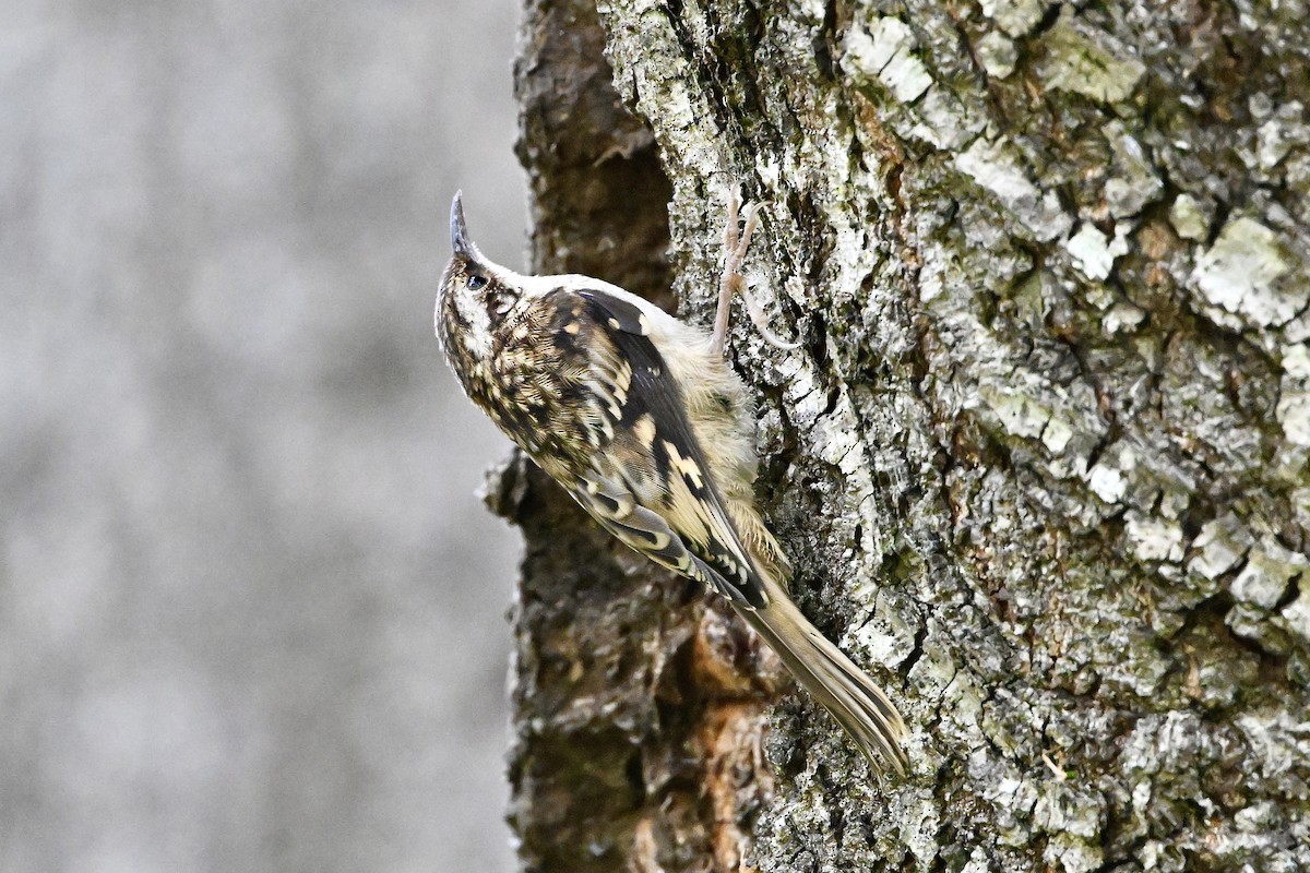 Brown Creeper (occidentalis Group) - ML620650393