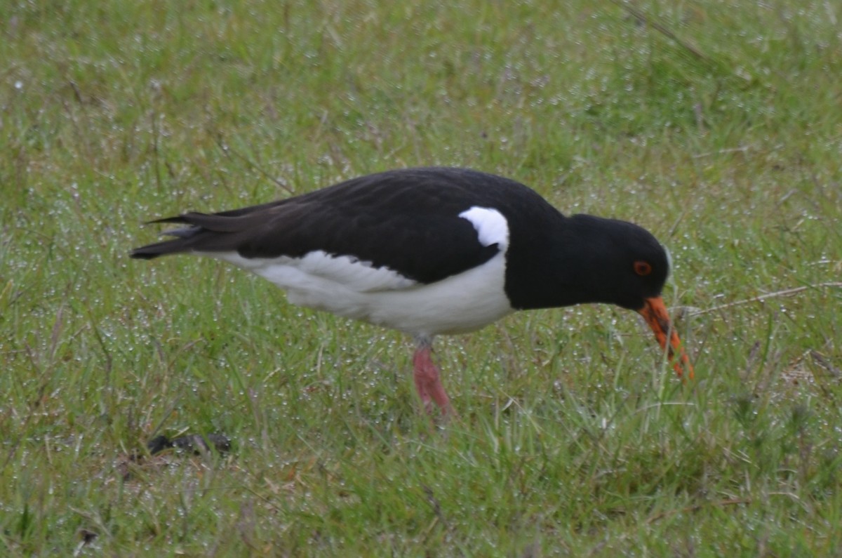 Eurasian Oystercatcher - ML620650395