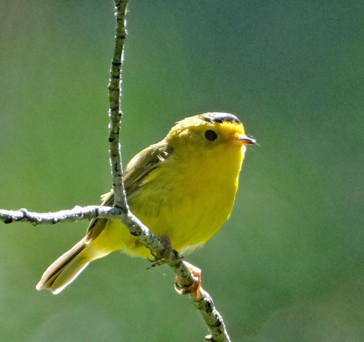 Wilson's Warbler - ML620650397