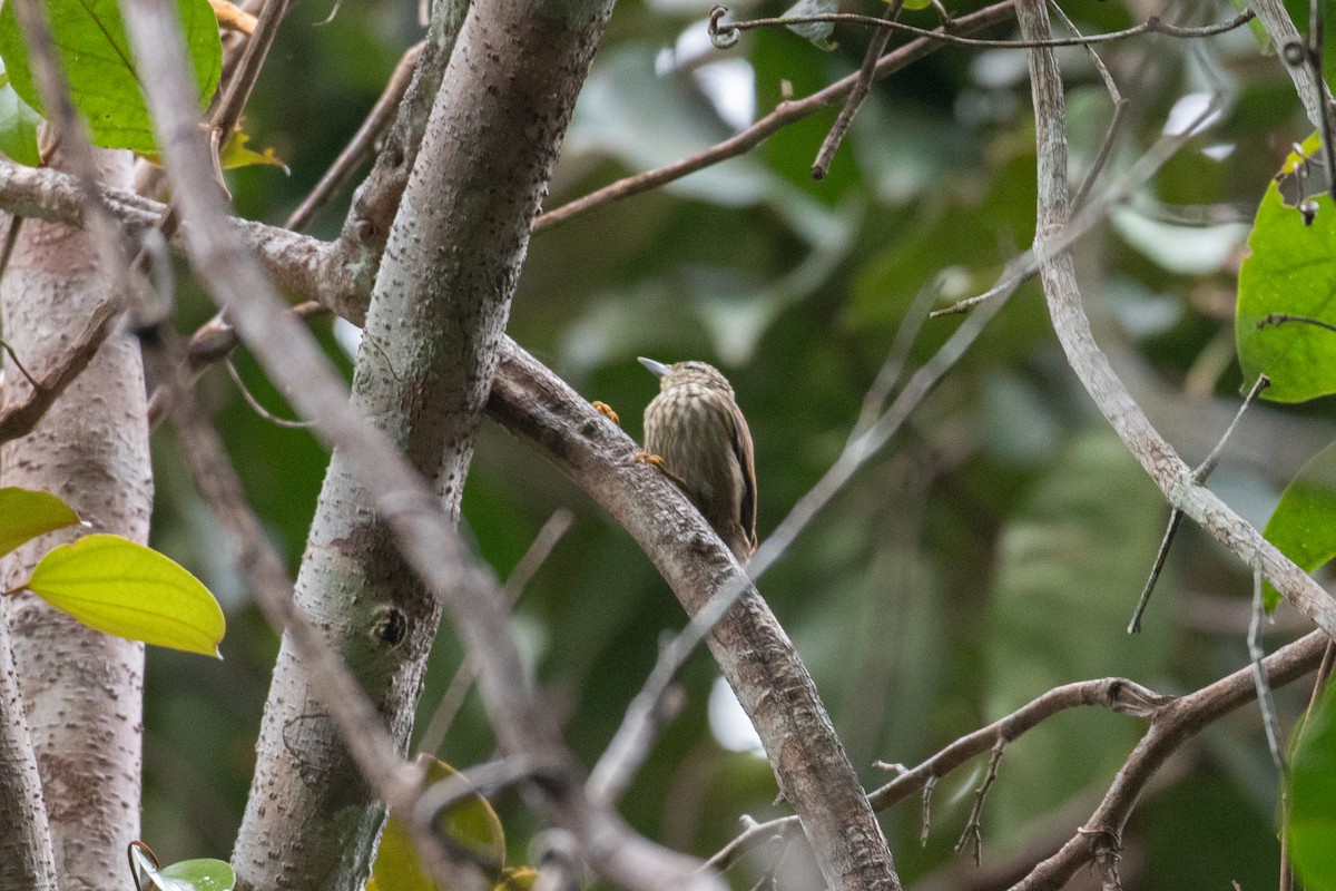 Rufous-tailed Xenops - ML620650401