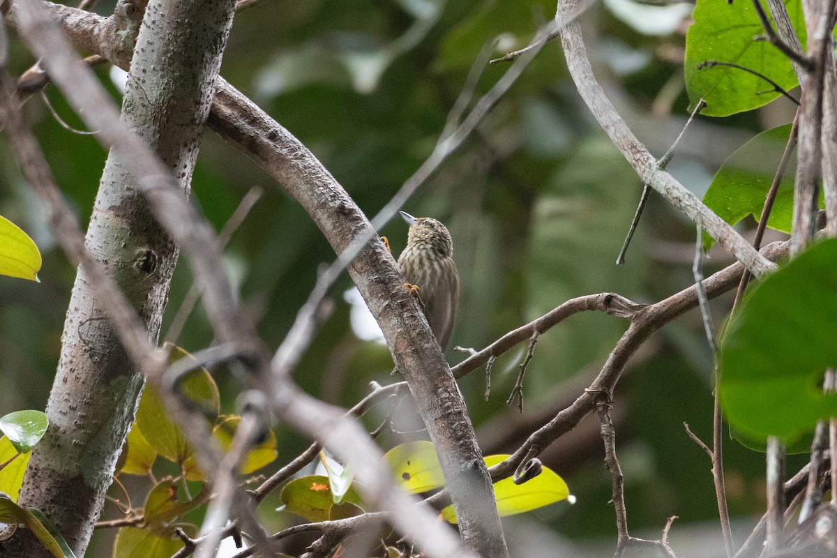 Rufous-tailed Xenops - ML620650402