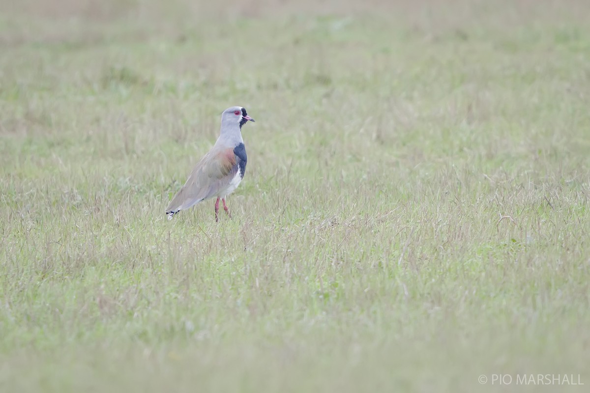 Southern Lapwing - ML620650405