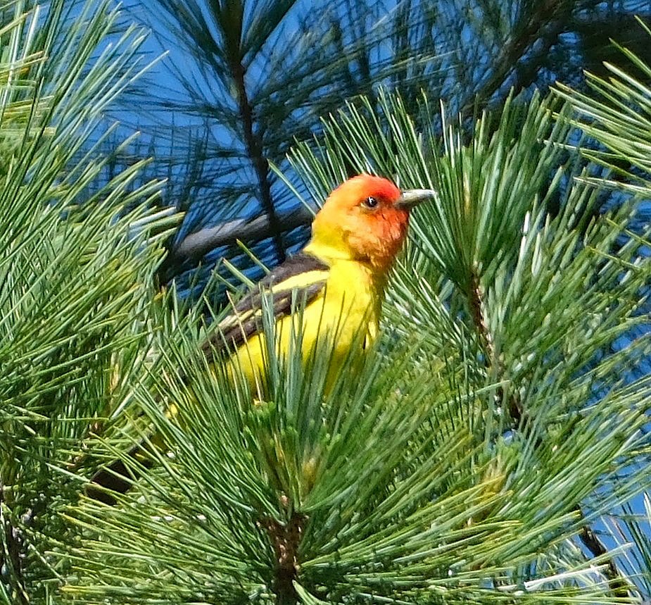 Western Tanager - Lori Bellis