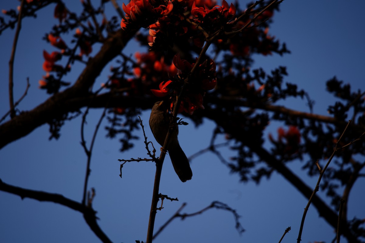 Jungle Babbler - ML620650410