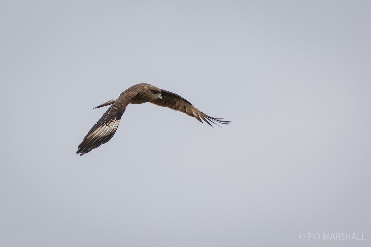 Chimango Caracara - ML620650412