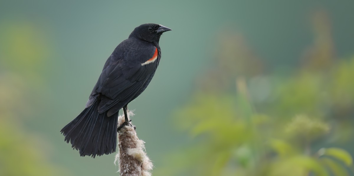 Red-winged Blackbird - ML620650414