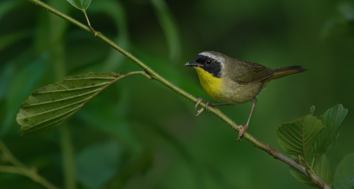 Paruline masquée - ML620650420