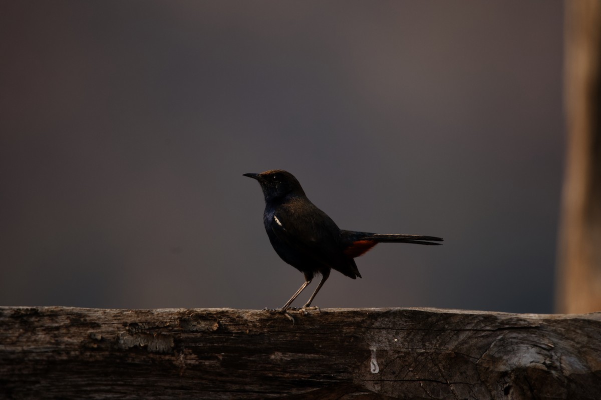 Indian Robin - ML620650421