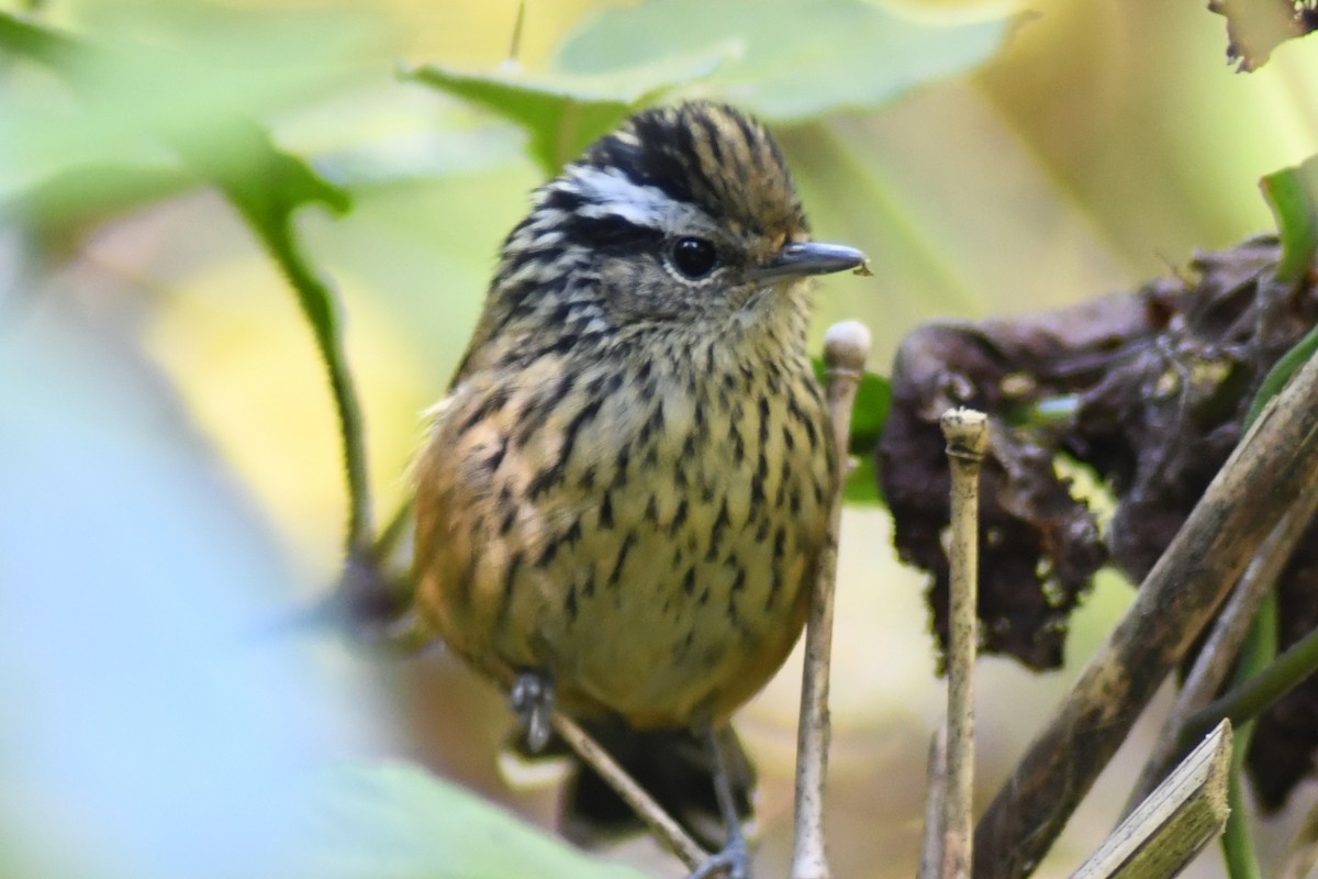 Ochre-rumped Antbird - ML620650422