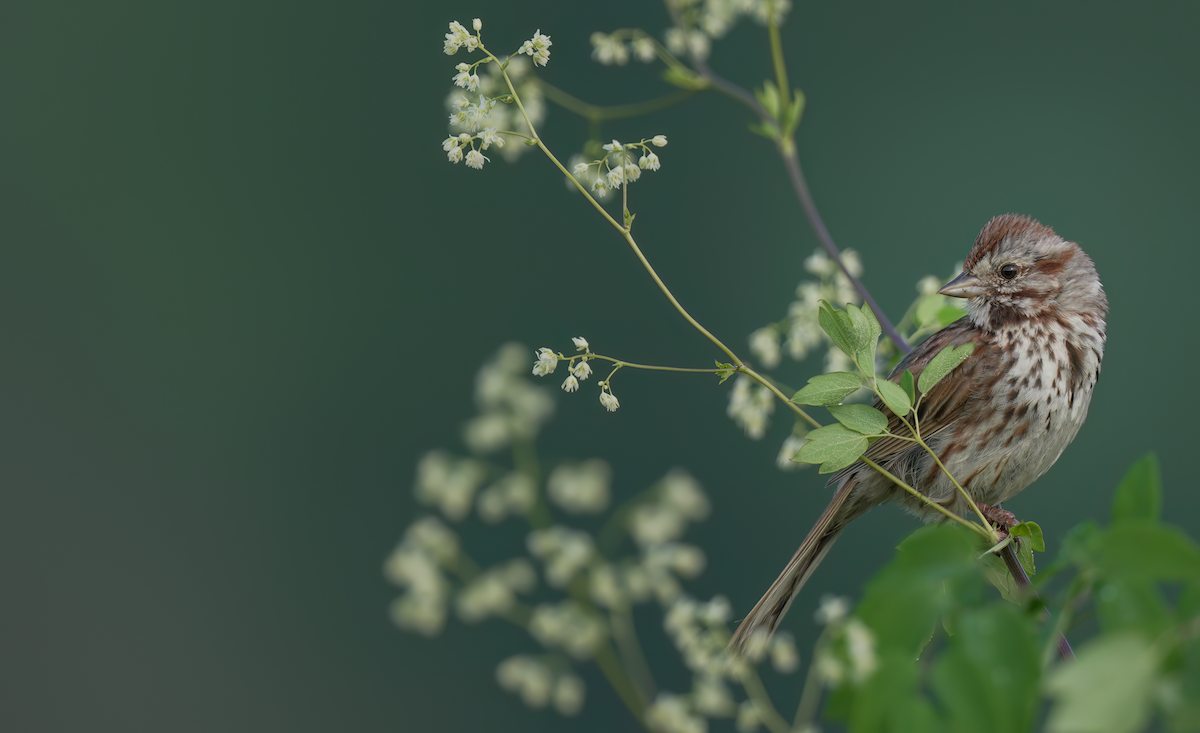 Song Sparrow - ML620650423