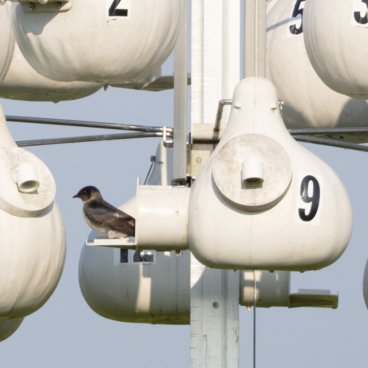 Purple Martin - ML620650425