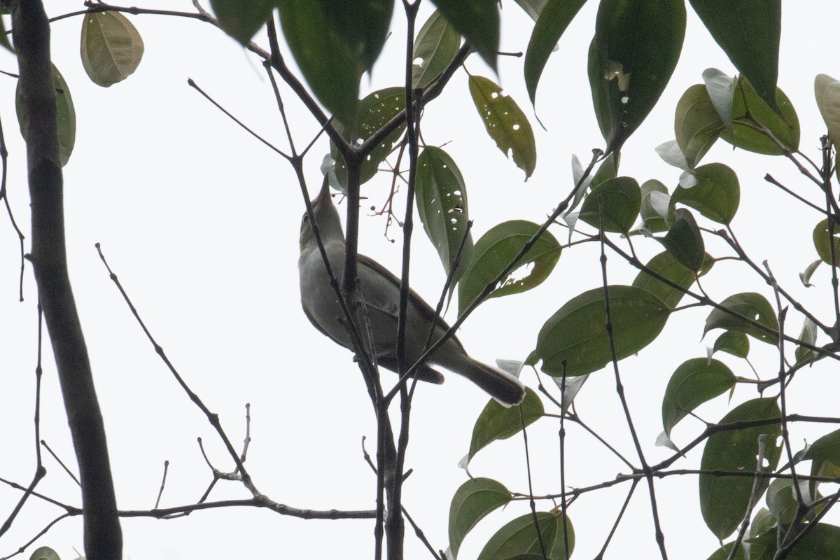 brunøyevireo - ML620650426