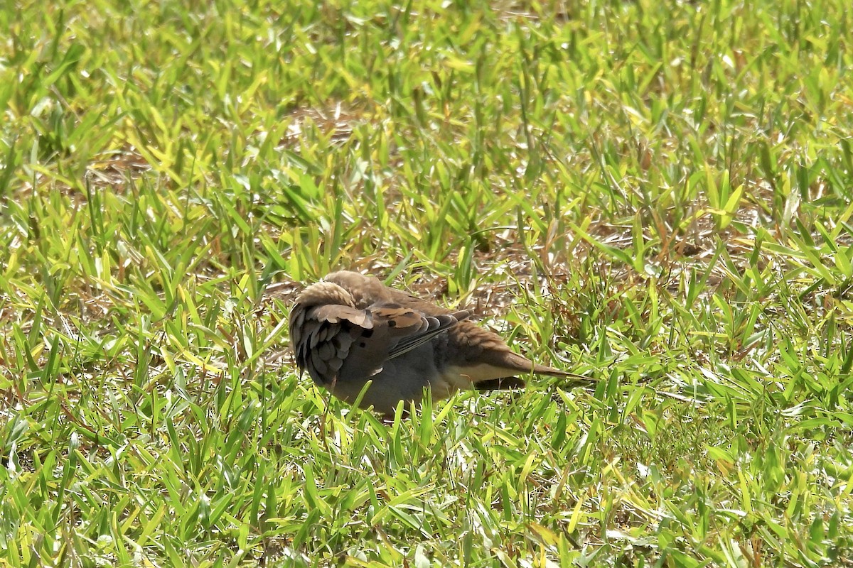 Mourning Dove - ML620650433