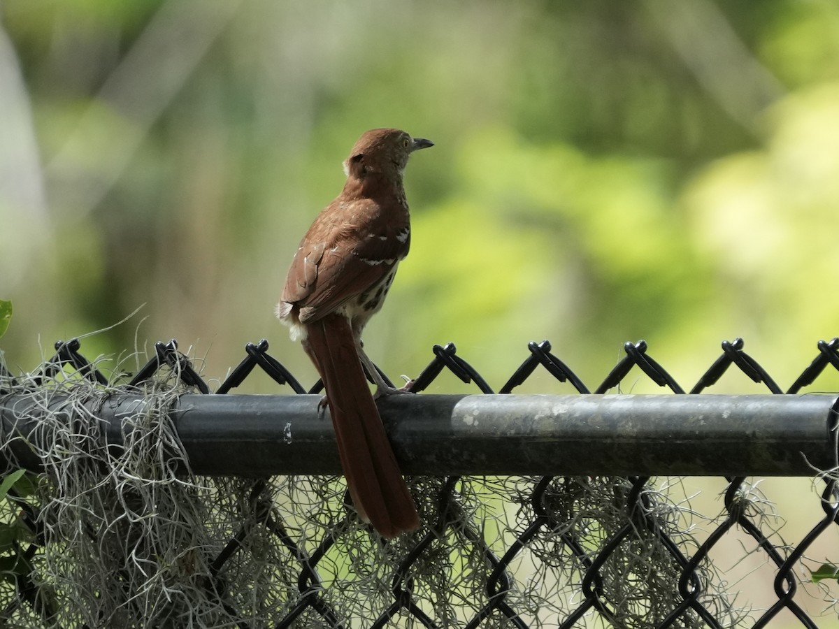 Brown Thrasher - ML620650434