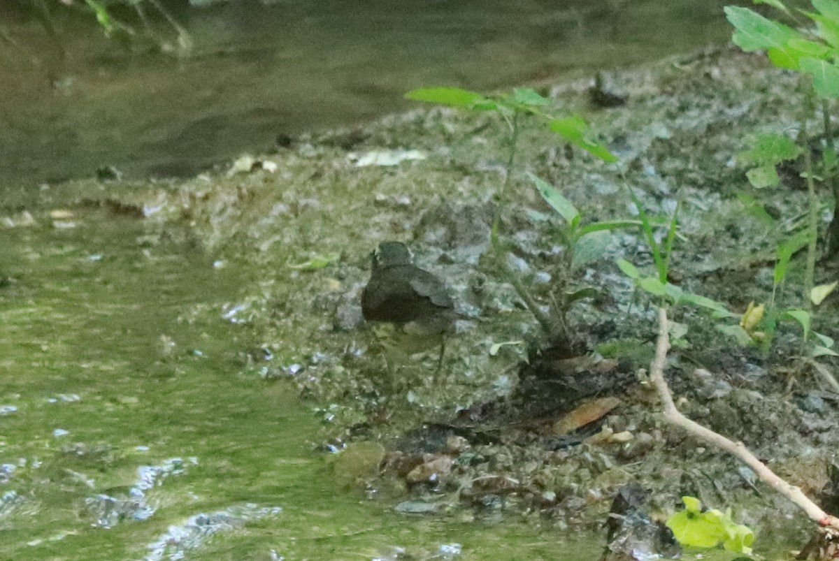 Louisiana Waterthrush - ML620650440