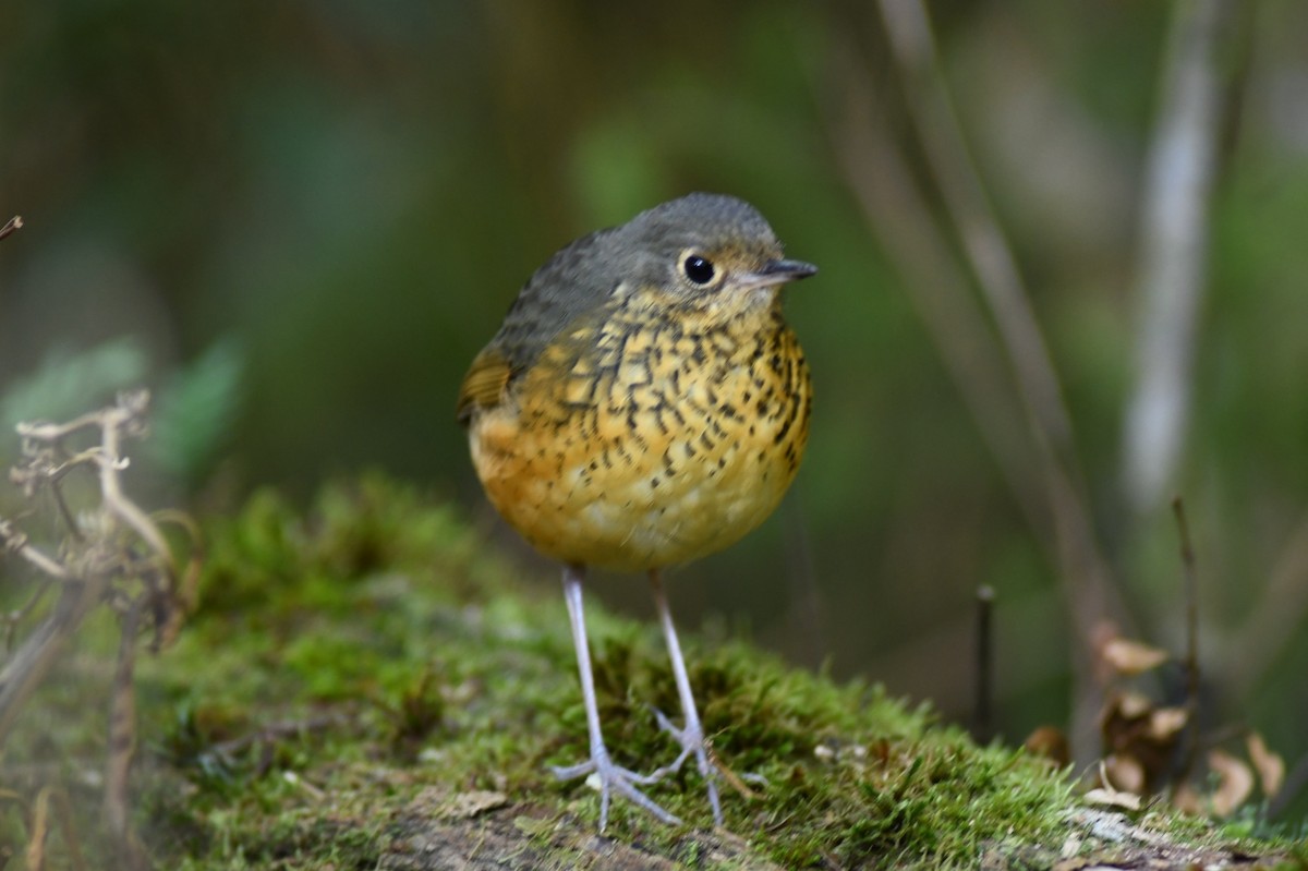 Speckle-breasted Antpitta - ML620650447